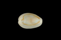 藏品(金環寶螺)的圖片